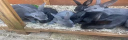 Rex rabbits for sale: Standard Rex rabbits - Advert 5
