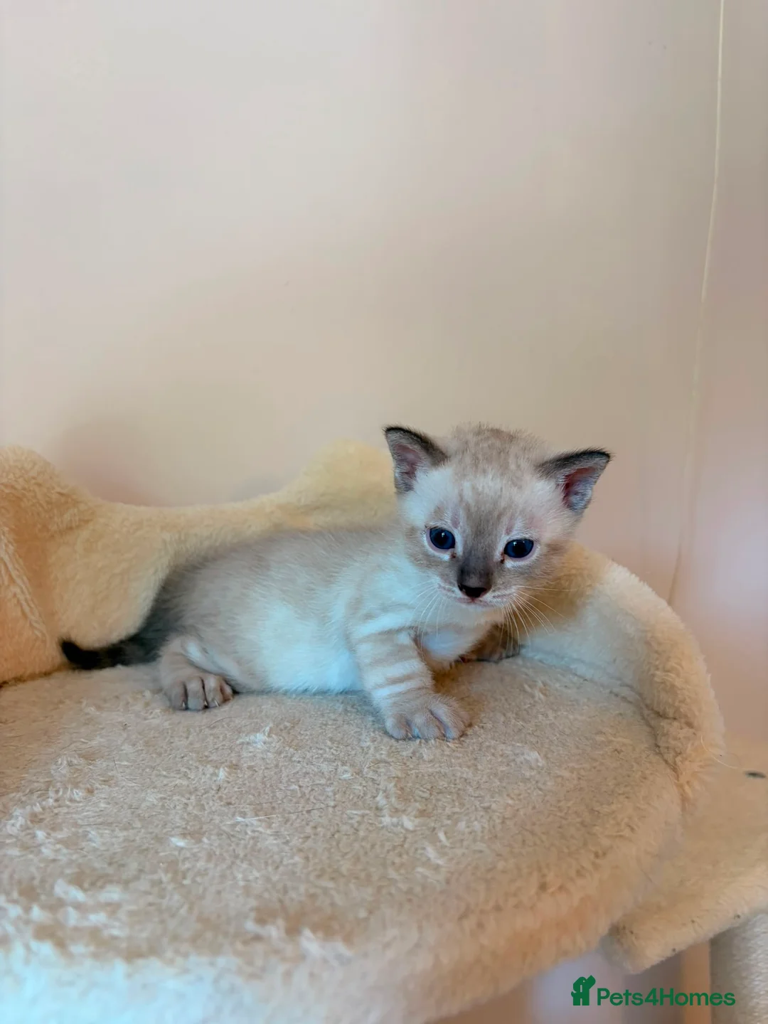 Bengal cats for sale: Tempest Bengala TICA registered kittens  - Advert 40