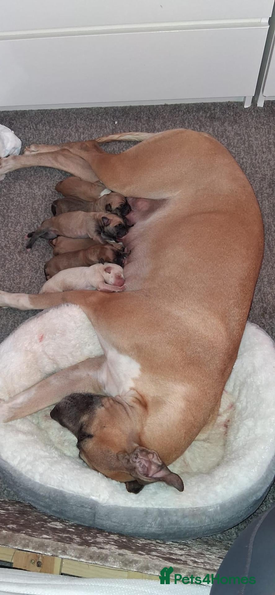 Mixed Breed dogs Bull lurchers for sale - Advert 5