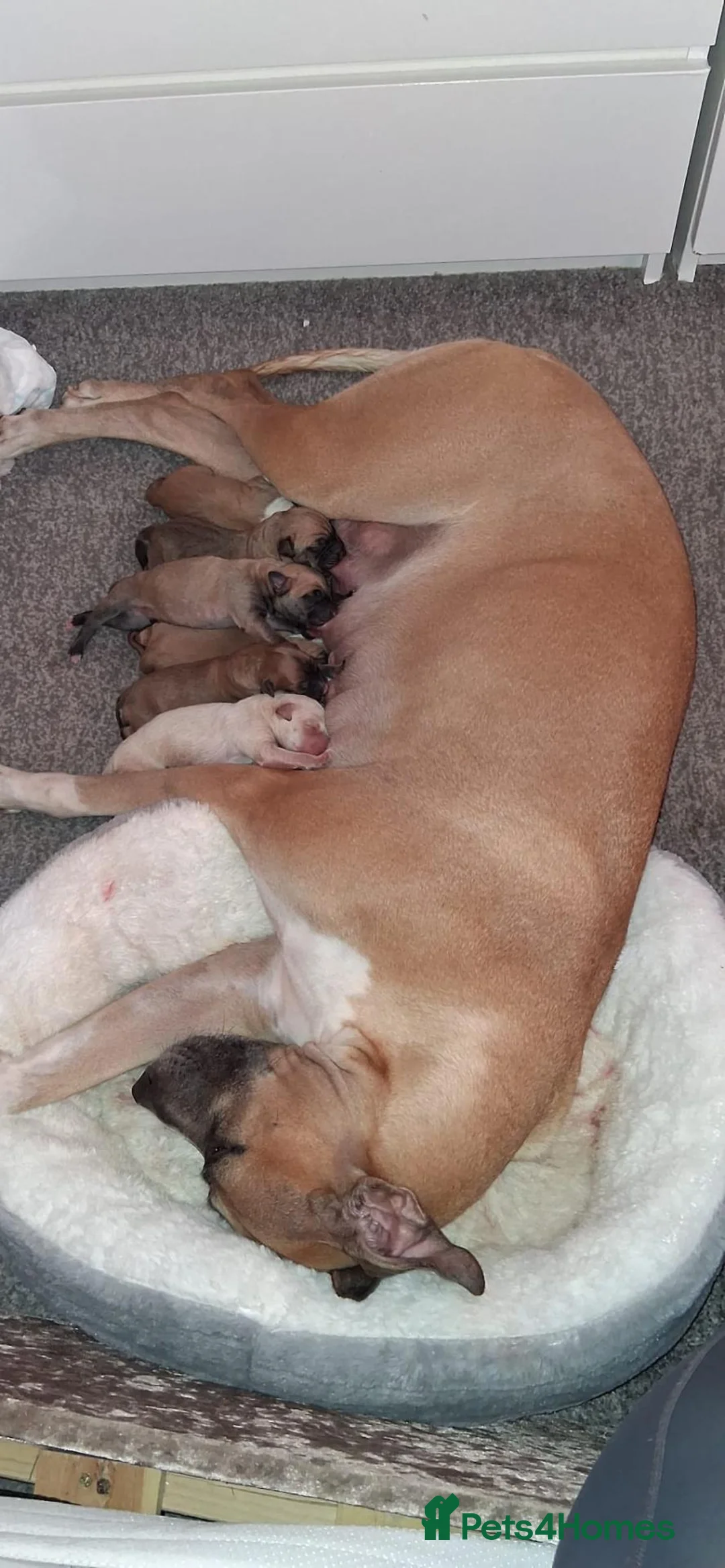 Mixed Breed dogs for sale: Bull lurchers for sale in Hebburn - Advert 1