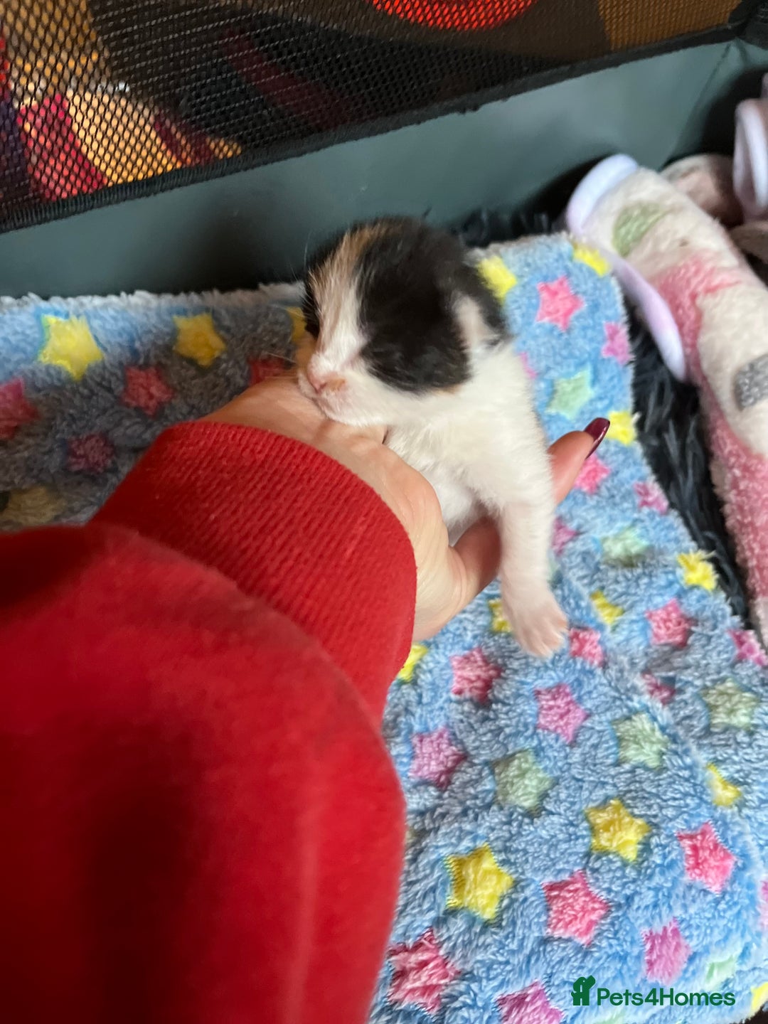 Mixed Breed cats for adoption: Rescue kittens looking for perfect homes - Advert 15