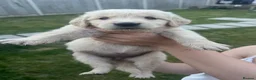 Golden Retriever dogs for sale: Quality golden retrievers  - Advert 7
