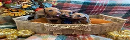 Miniature Dachshund dogs for sale: Red dachshund puppies  - Advert 5