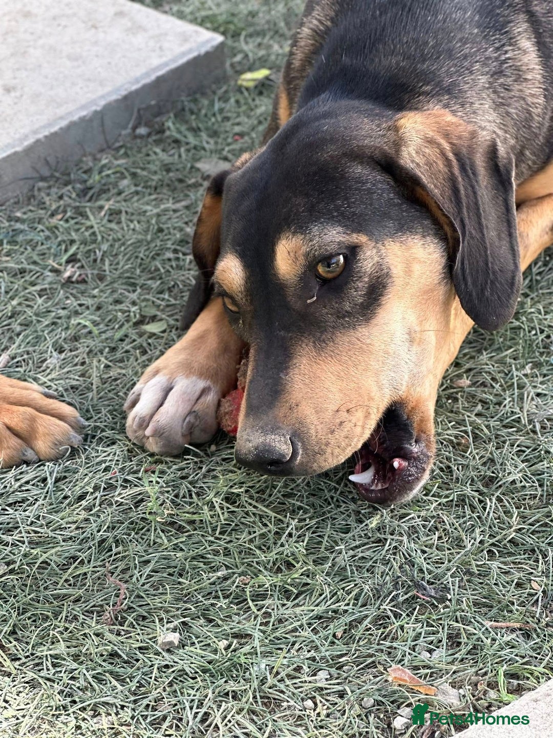 Mixed Breed dogs for adoption: FREYA - 18 Months Old, Hound Mix Girl - Image 2