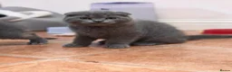 Scottish Fold cats for sale: Scottish fold kittens - Advert 7