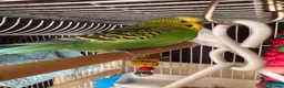 Budgerigars birds for sale: 2 Male Budgies with Cage & Accessories in Smethwick - Advert 3