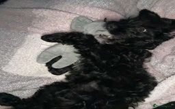 Cockapoo dogs for sale: Cockapoo puppy needs rehoming - Image 2