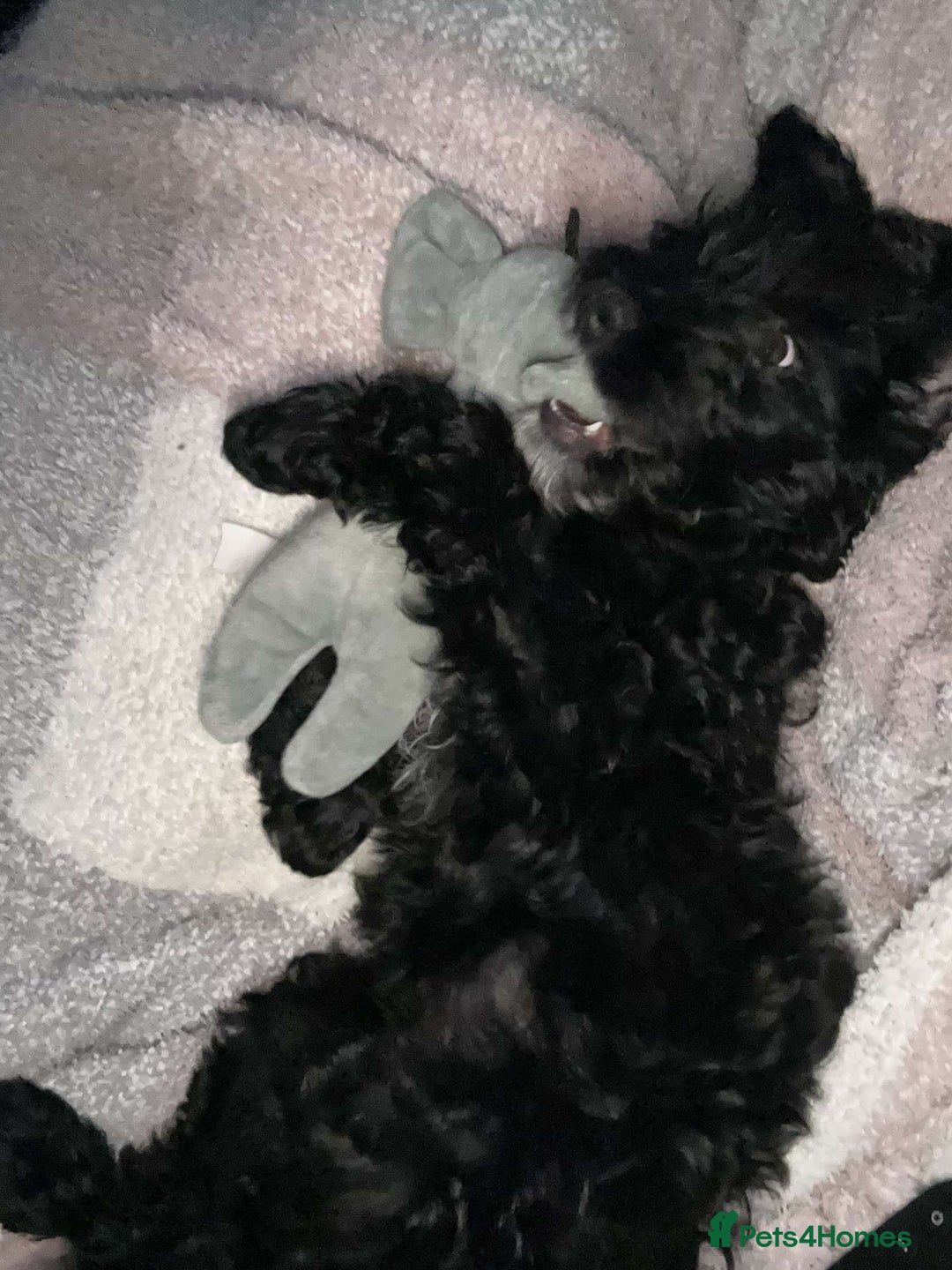 Cockapoo dogs for sale: Cockapoo puppy needs rehoming - Image 2
