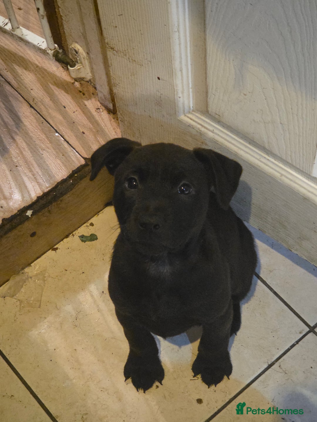 Mixed Breed dogs for sale: Chaffie Pups - Advert 2