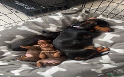 Miniature Dachshund dogs for sale: Miniature dachshunds  - Image 5
