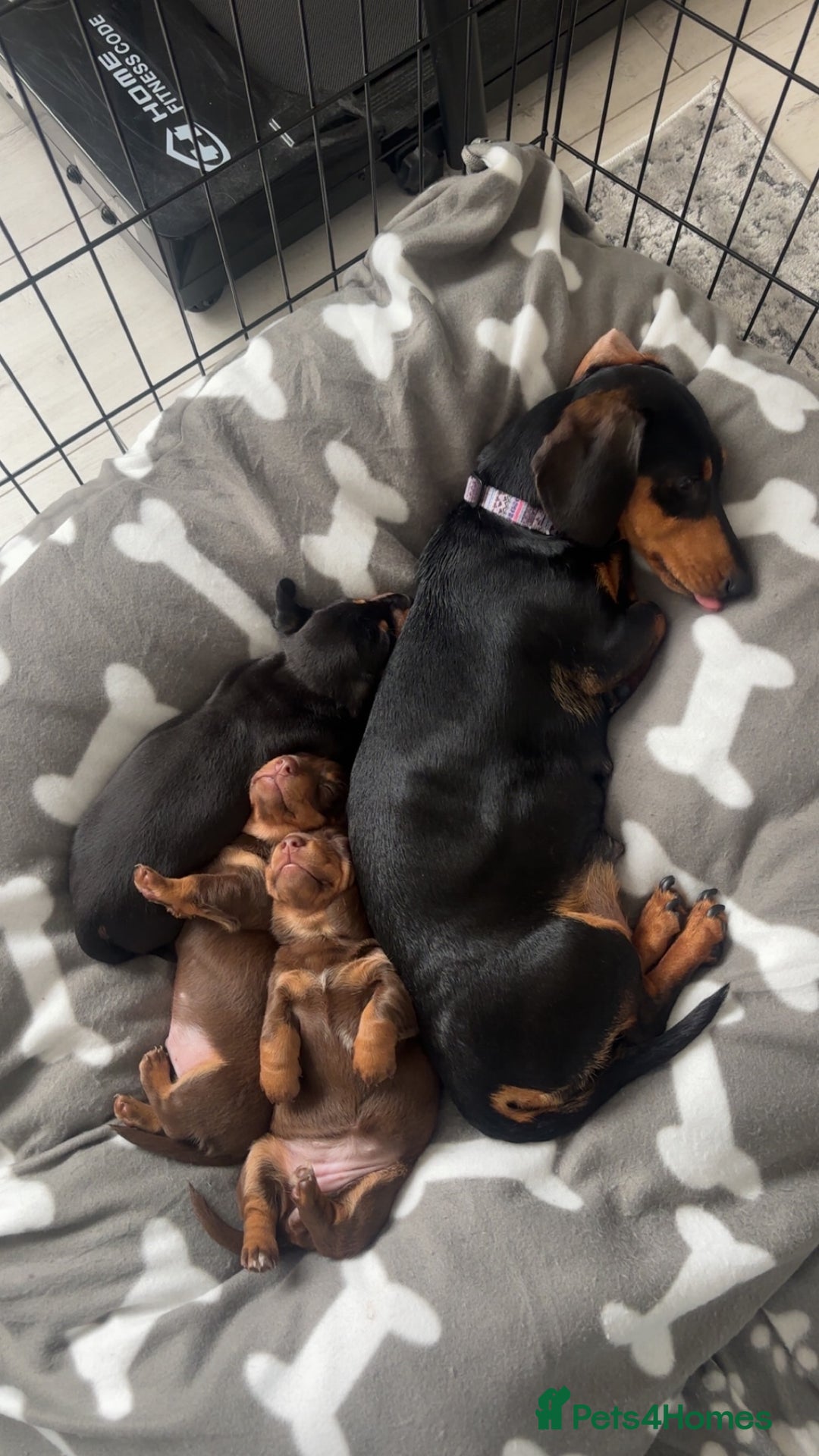 Miniature Dachshund dogs for sale: Miniature dachshunds  - Image 5