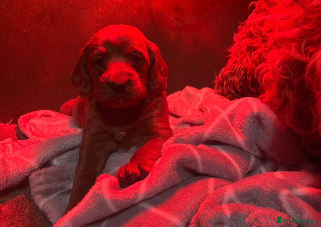 Cockapoo dogs for sale: Gorgeous Fox Red Cockapoo Girls  - Advert 9