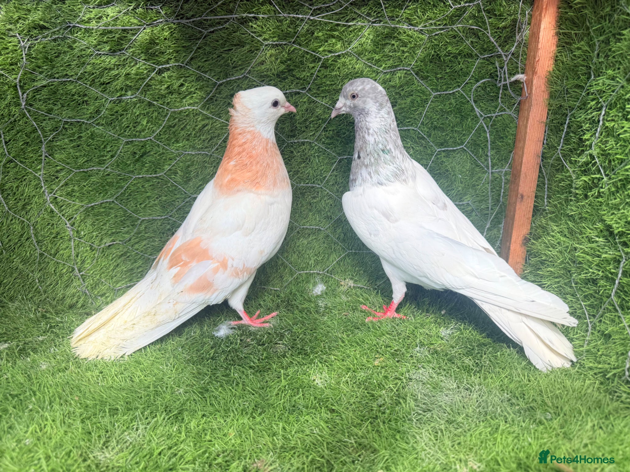 Pigeons birds for sale: 4 Pairs of Iranian Pigeons - Advert 4