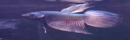 Other/Mixed Breed fish for sale: Mixture of all different types of fish i have. - Advert 5