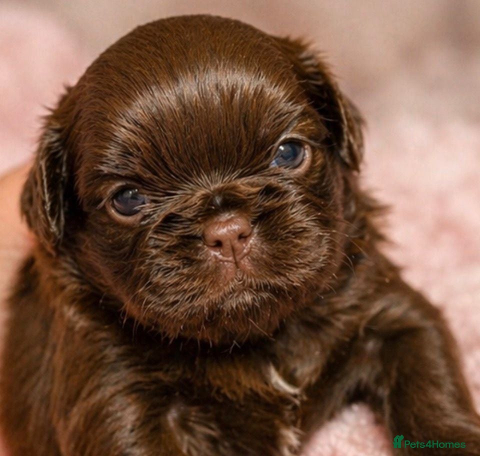 Shih Tzu dogs Kennel Club Health Tested - Advert 1