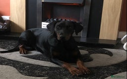 Dobermann dogs for sale: Dobermann puppies for sale  - Image 4