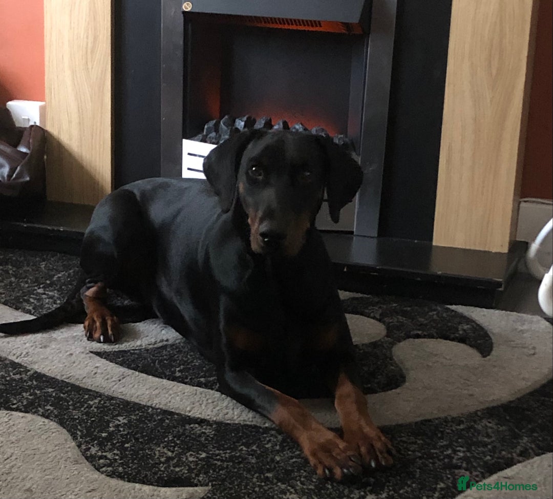 Dobermann dogs for sale: Dobermann puppies for sale  - Image 4