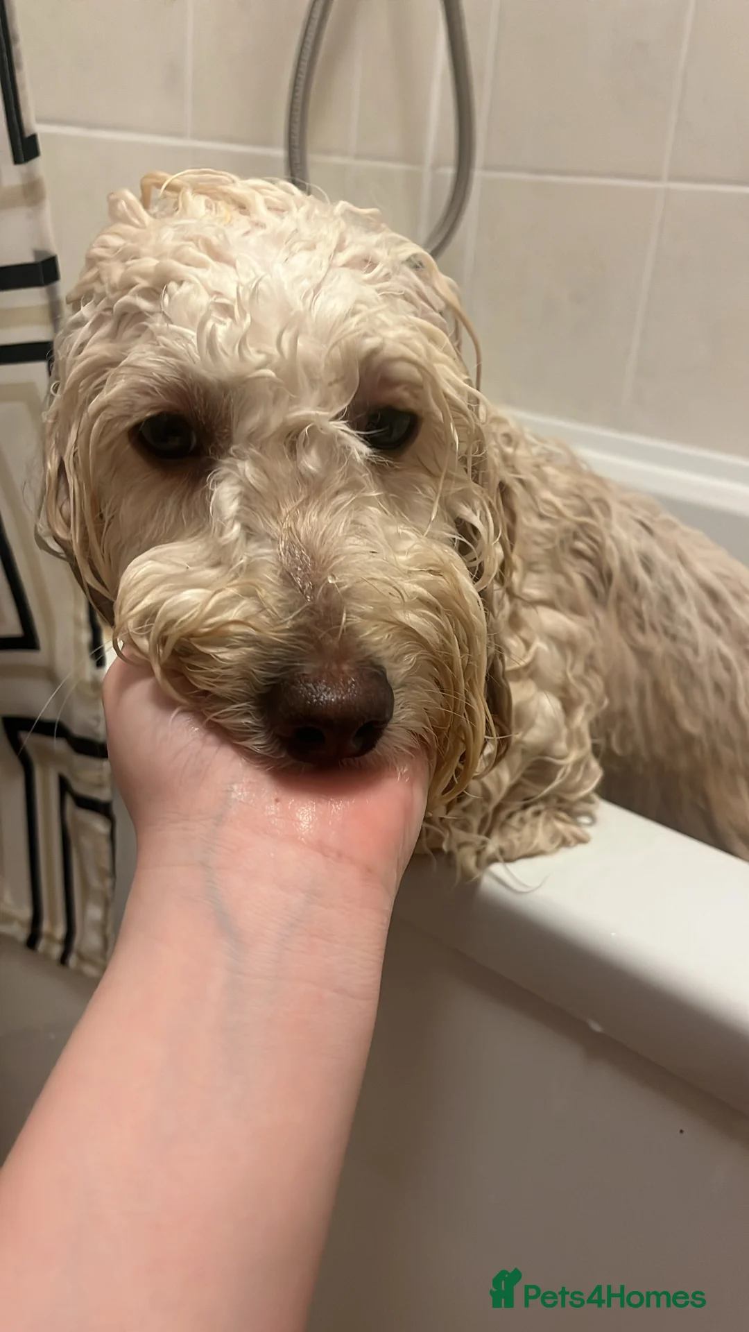 Mixed Breed dogs for sale: Cocka/Cava poo  - Advert 4