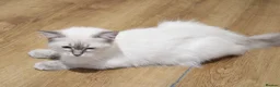 Ragdoll cats for sale: Blue Ragdolls  - Advert 6