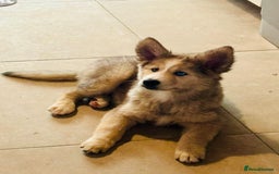 Pomsky dogs for sale: ✨ Adorable Blue-Eyed Pomsky Pups, 11 Weeks Old - Image 3
