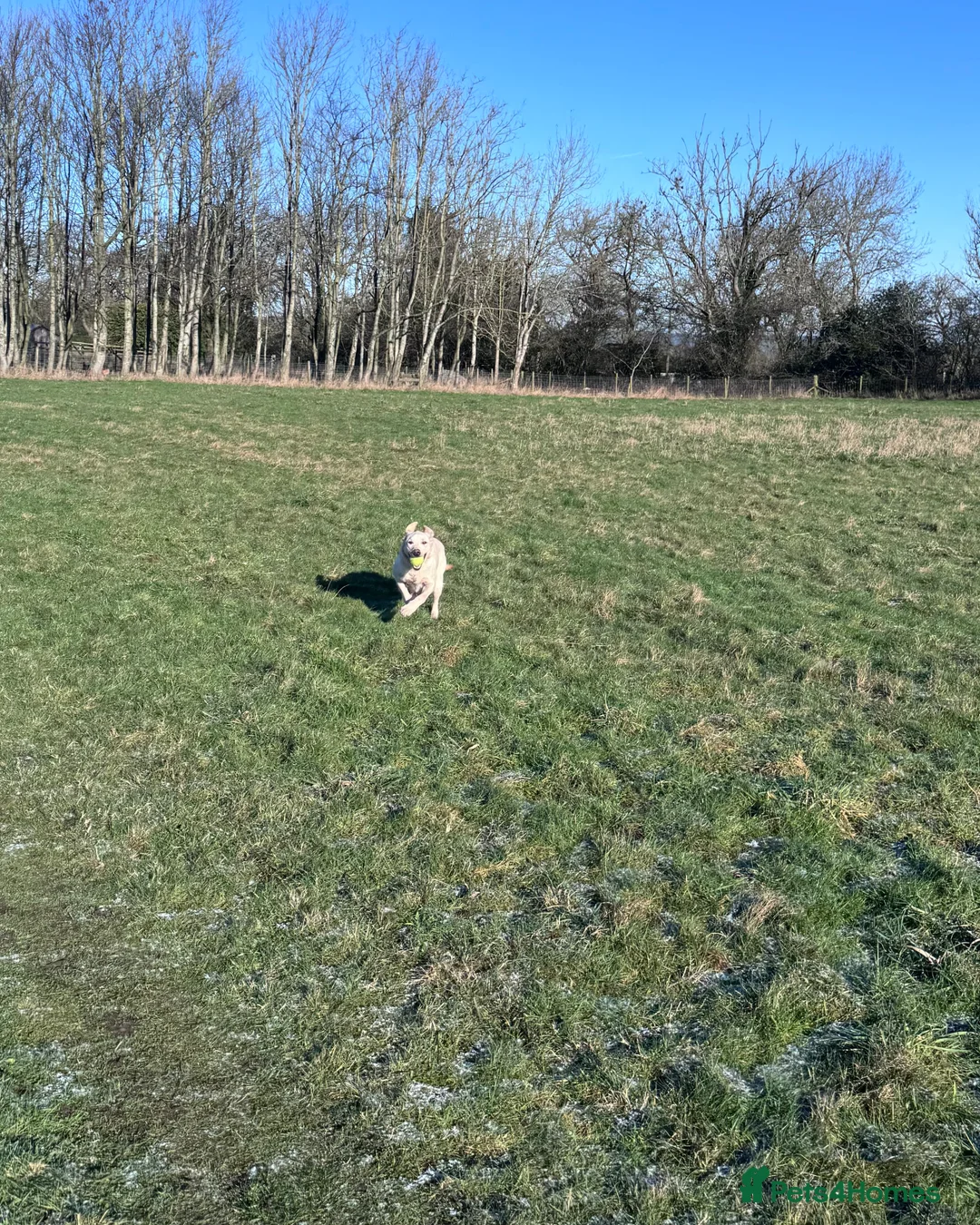 Labrador Retriever dogs for sale: Yellow Labrador Bitch Exceptional Working Pedigree - Advert 5