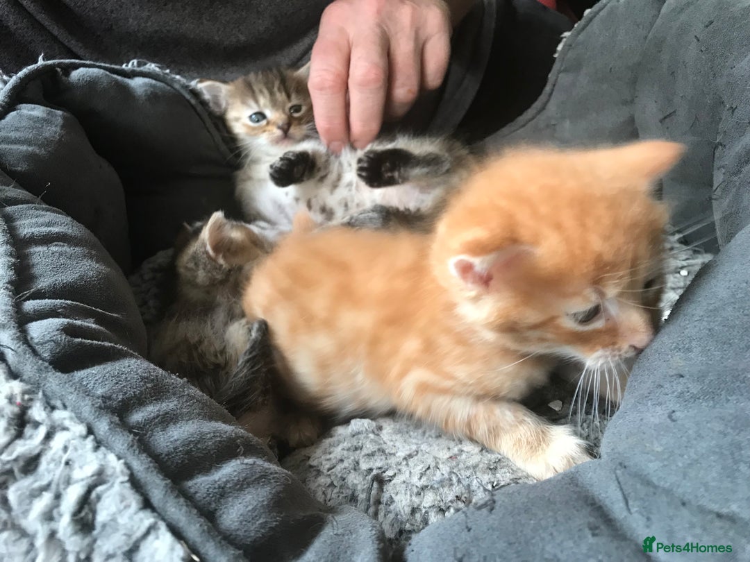 Mixed Breed cats for sale:  Fluffy Ginger Boy & Fluffy Tabby Girl Kitten - Image 3