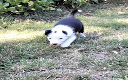 Border Collie dogs for sale: Adorable Border collie pups - Image 15