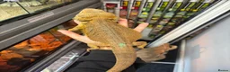Bearded Dragon reptiles for sale: MALE bearded dragon  - Advert 1