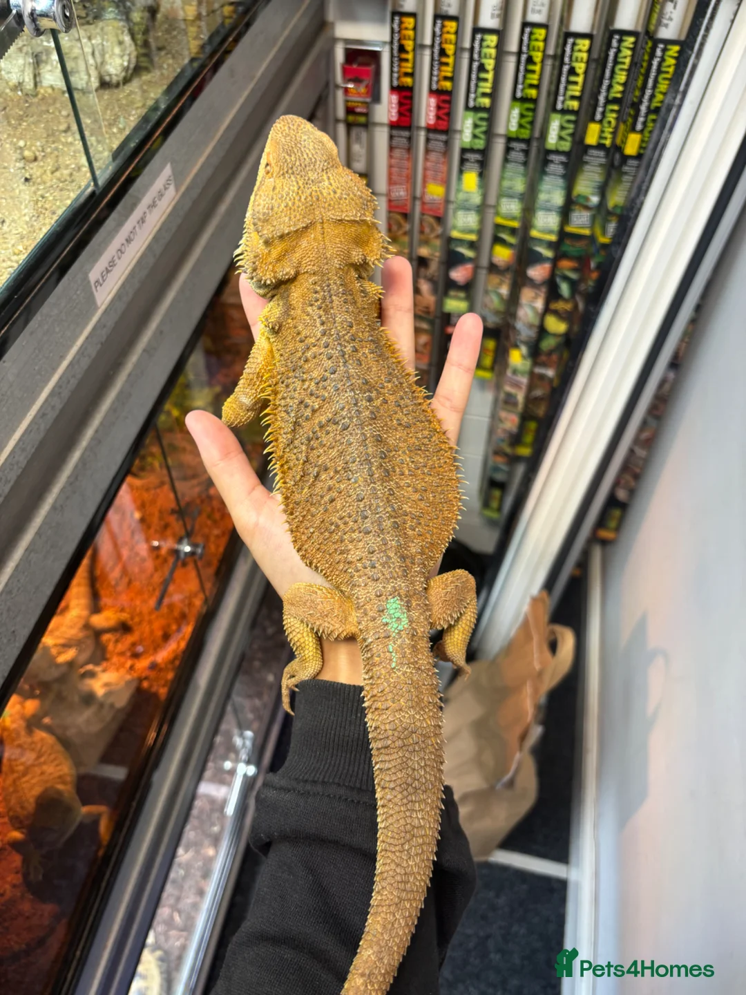 Bearded Dragon reptiles for sale: MALE bearded dragon  - Advert 1