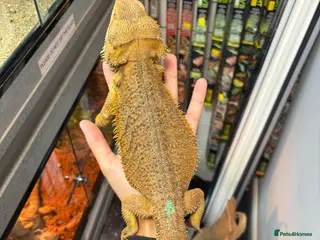 Bearded Dragon reptiles MALE bearded dragon - Advert 20