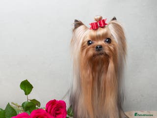 Yorkshire Terrier dogs Super small Yorkie with short muzzle DNA tested in Sheffield - Advert 10