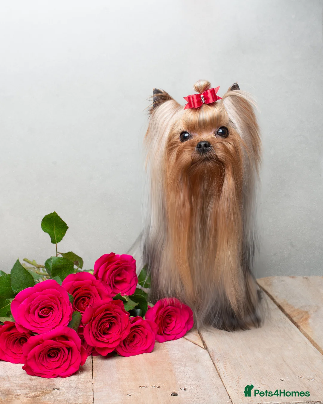 Yorkshire Terrier dogs for stud: Super small Yorkie with short muzzle DNA tested in Sheffield - Advert 1