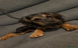 Mixed Breed dogs for sale: Dexter  - Image 3