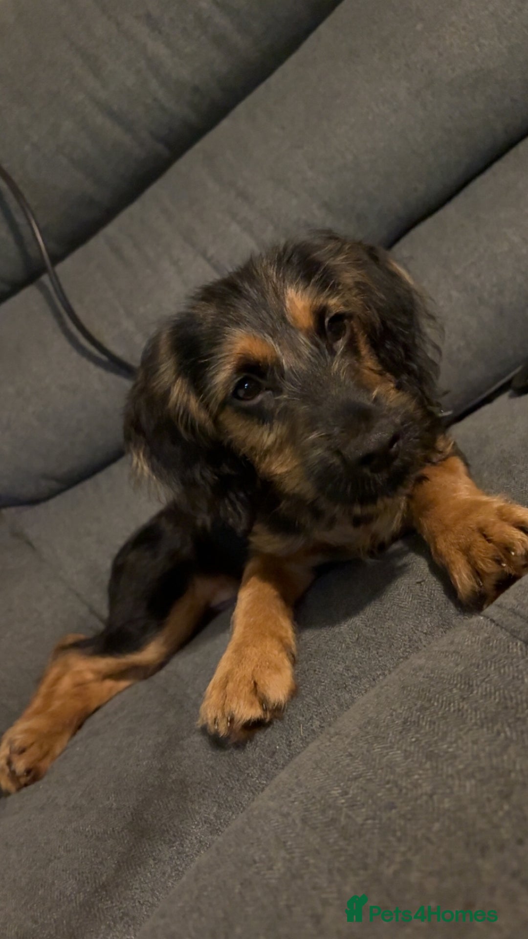 Mixed Breed dogs for sale: Dexter  - Image 3