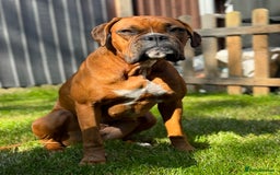 Boxer dogs for sale: Beautiful Boxer Puppies – Due Mid-November - Image 11