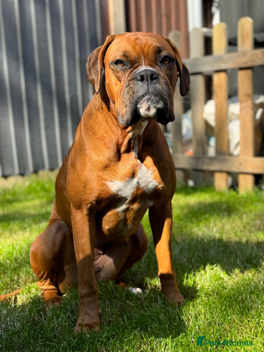 Boxer dogs for sale: Beautiful Boxer Puppies – Due Mid-November - Image 11