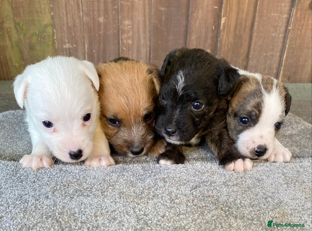 Jack Russell dogs for sale:  **  JACK RUSSELL PUPPIES - READY TO GO - Advert 11
