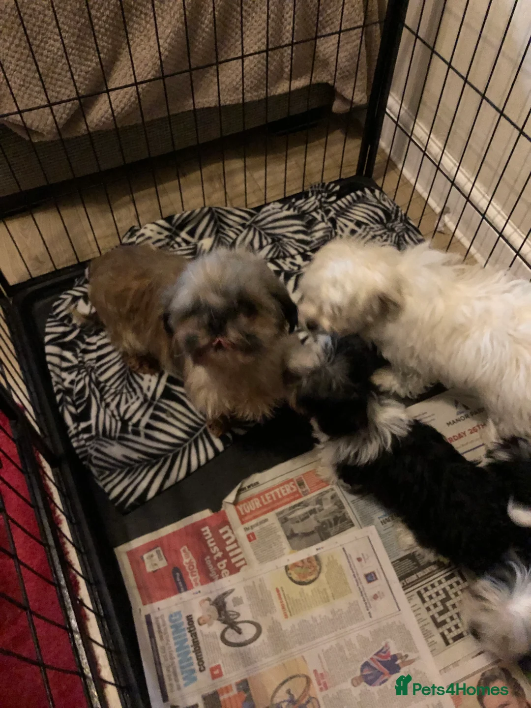 Malshi dogs for sale: shihtzu x maltese puppies for sale - Advert 3