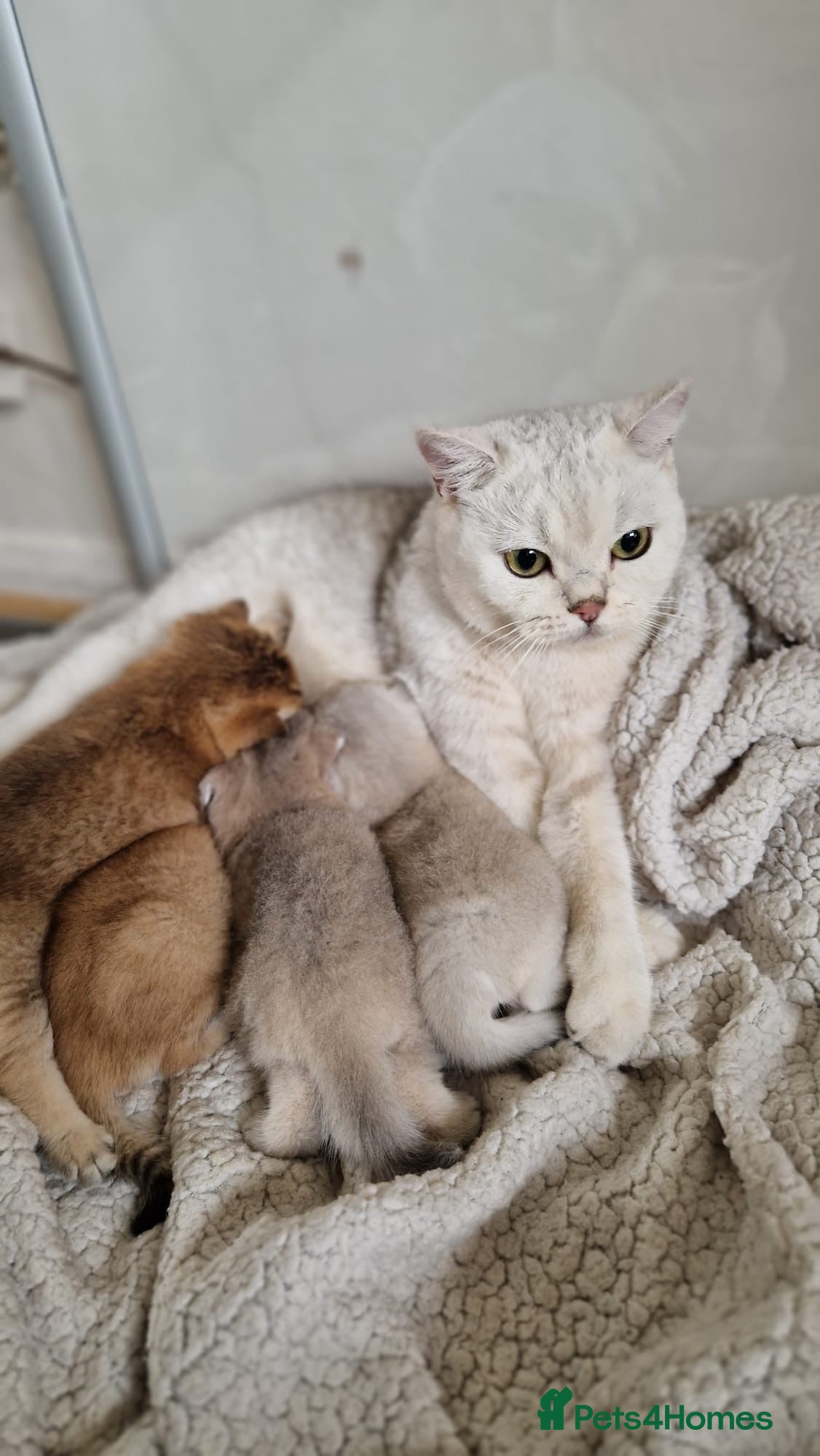 British Shorthair cats Beautiful gold British shorthair  - Advert 3