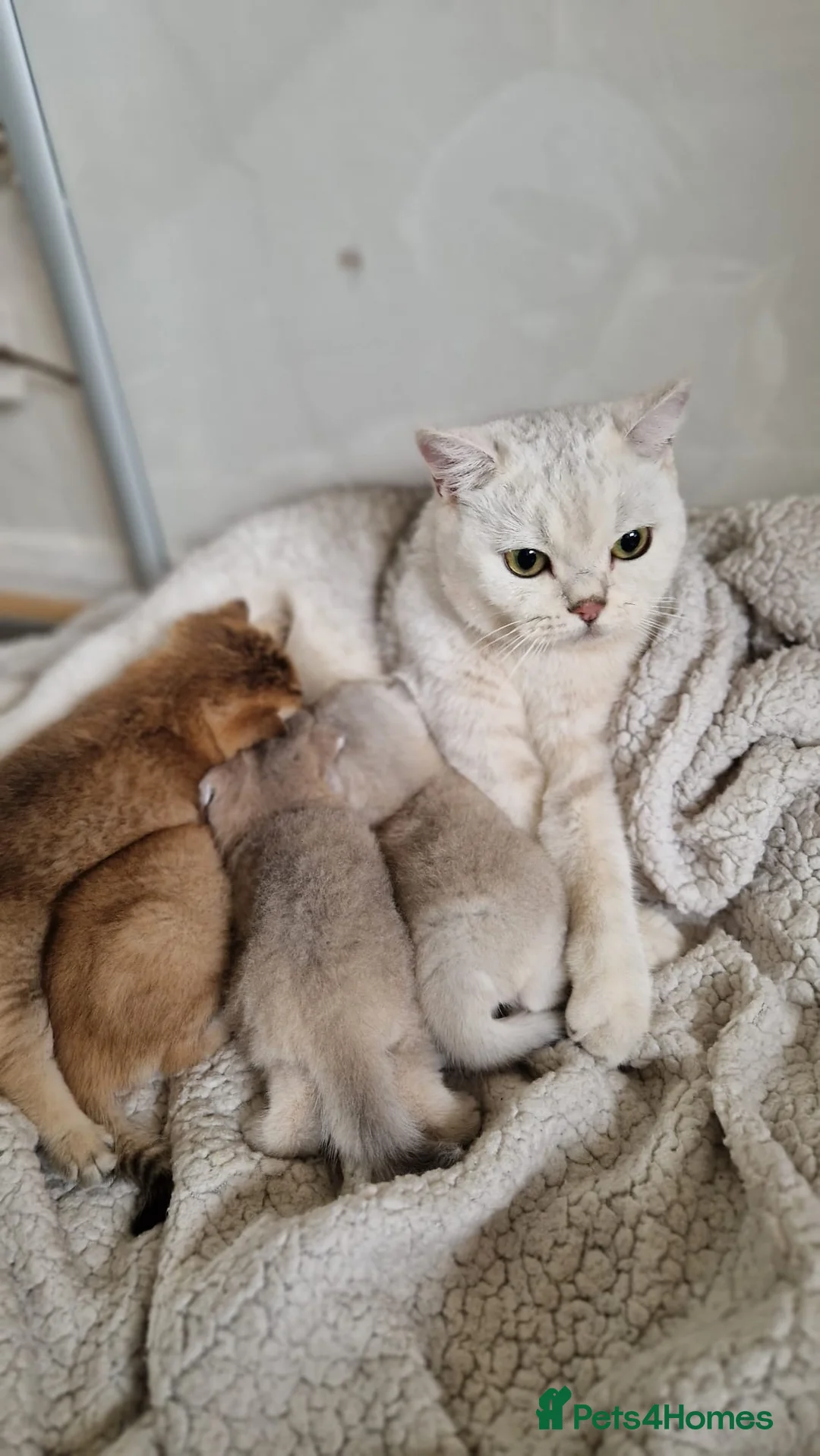 British Shorthair cats for sale: Beautiful gold British shorthair  - Advert 1