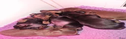 Miniature Dachshund dogs for sale: For Sale Beautiful KC reg Miniature Dachshunds in Leek - Advert 10