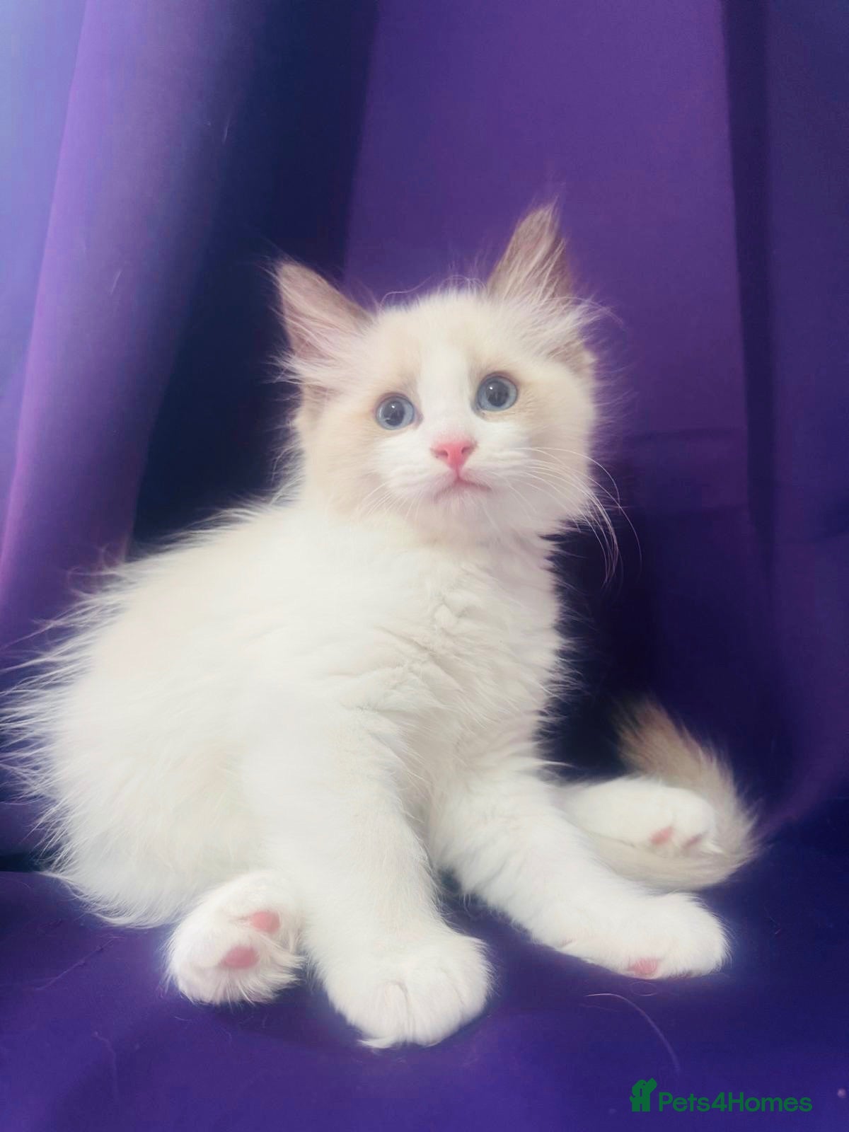 Ragdoll cats GCCF Registered Ragdoll kittens Ready to leave - Advert 6