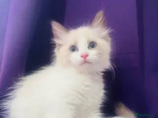 Ragdoll cats GCCF Registered Ragdoll kittens Ready to leave - Advert 1