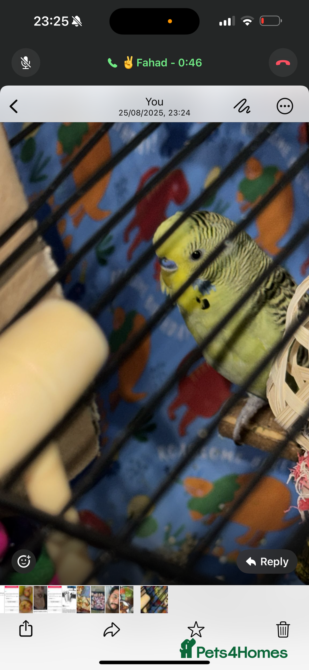 Budgerigars birds for sale: 2 Budgies for sale  - Image 2