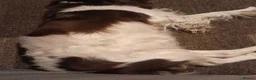 English Springer Spaniel dogs for sale: Springer spaniels puppies  in Spalding - Advert 9