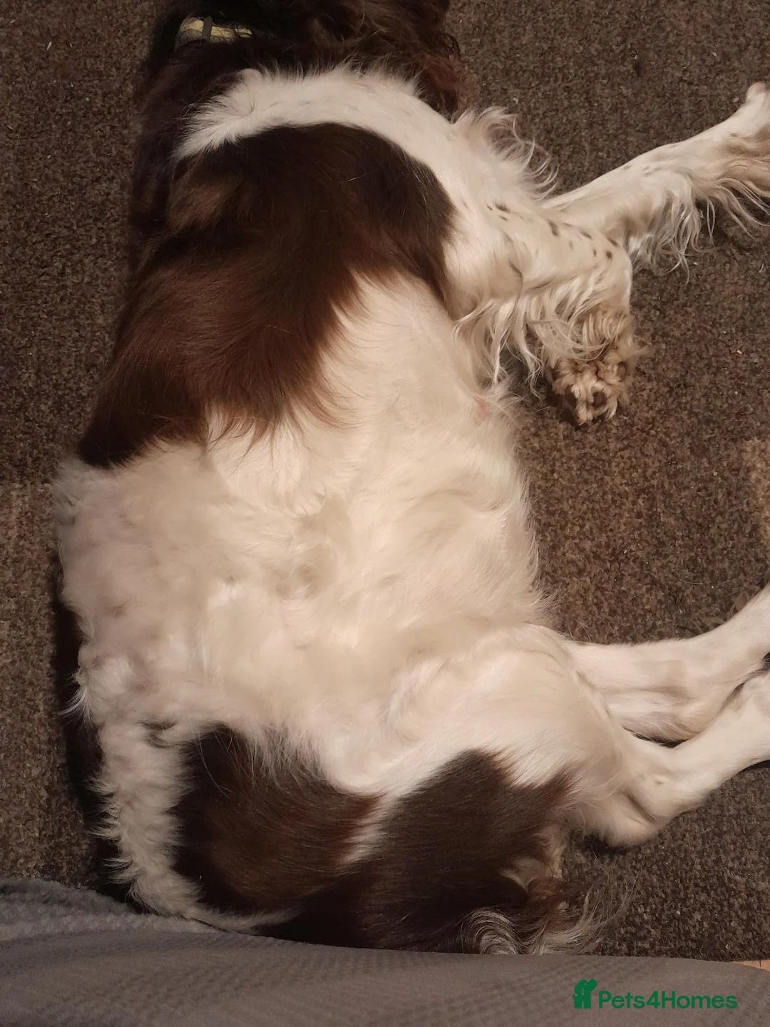 English Springer Spaniel dogs for sale: Springer spaniels puppies  in Spalding - Advert 9