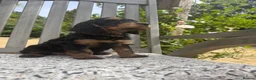 Cockapoo dogs for sale: Beautiful Litter of F1 Cockapoo Puppies - Advert 12