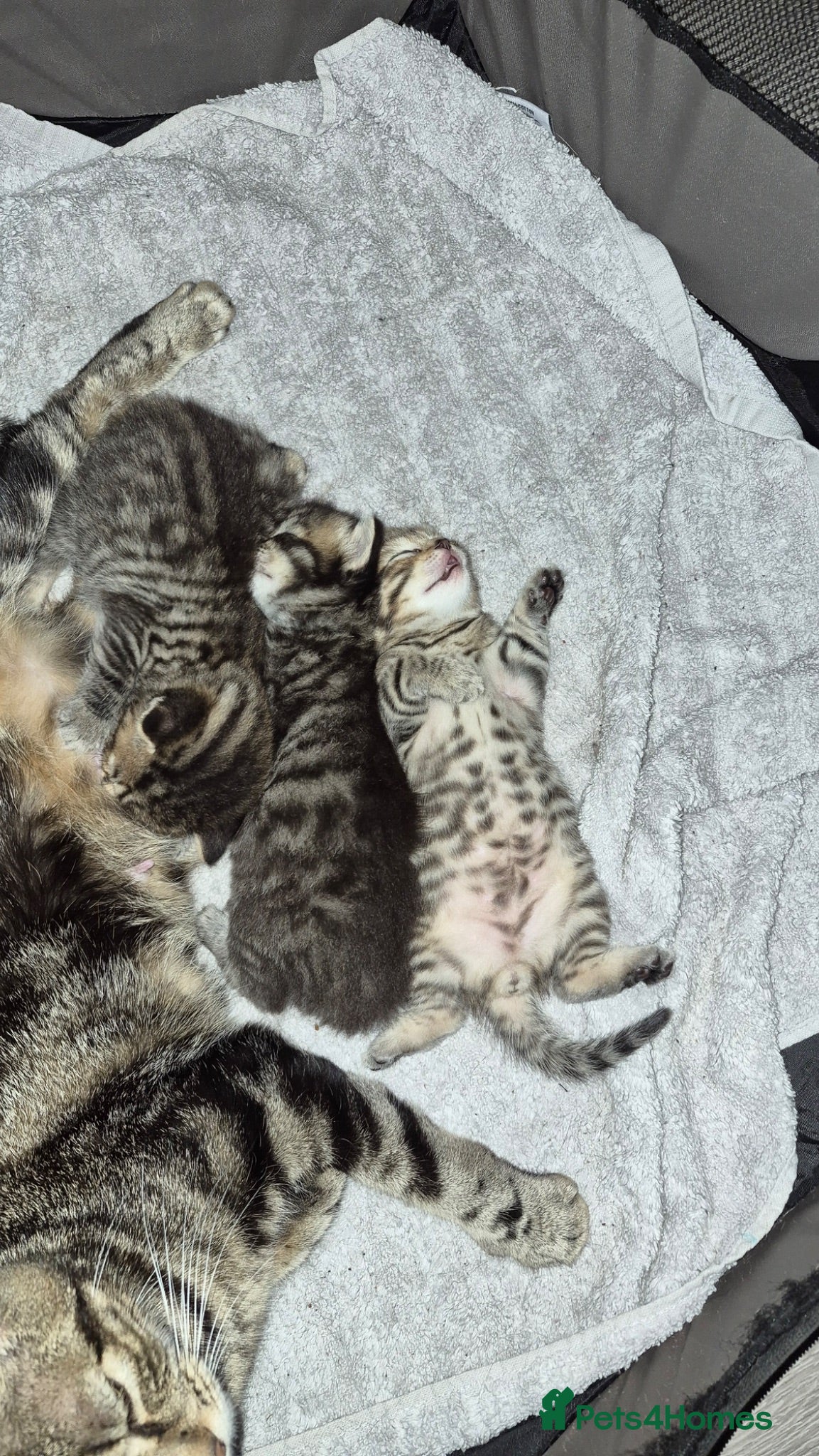 British Shorthair cats Adorable Kittens Looking for Loving Homes 🐾 - Advert 2