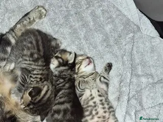 British Shorthair cats Adorable Kittens Looking for Loving Homes 🐾 - Advert 4