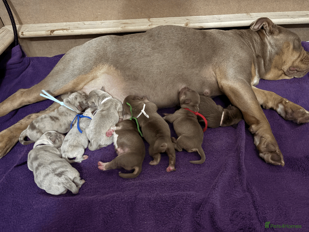 Old Tyme Bulldog dogs for sale: Olde English Fluffy bulldog puppies - Advert 3